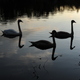 Image for article titled Nikon D700 First Photos: Yep, Little D3